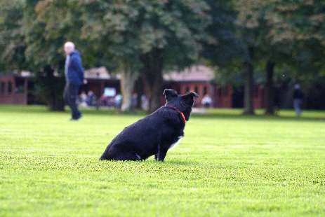 Hundewiese Eickhorst